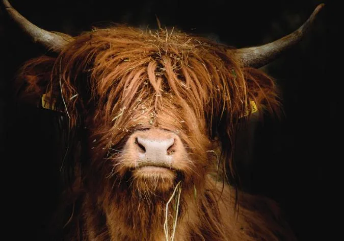 ec7e5ebc727908bd794f543fb618e99c61a4d81a In Wichtrach werden die schönsten schottischen Hochlandrinder gekürt. (Bild highlandcattle.ch)