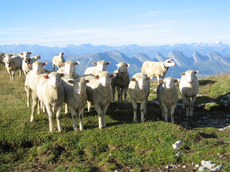 Nicht gut genug geschützt. (Symbolbild)(Lukas Bitterli/landwirtschaft.ch)