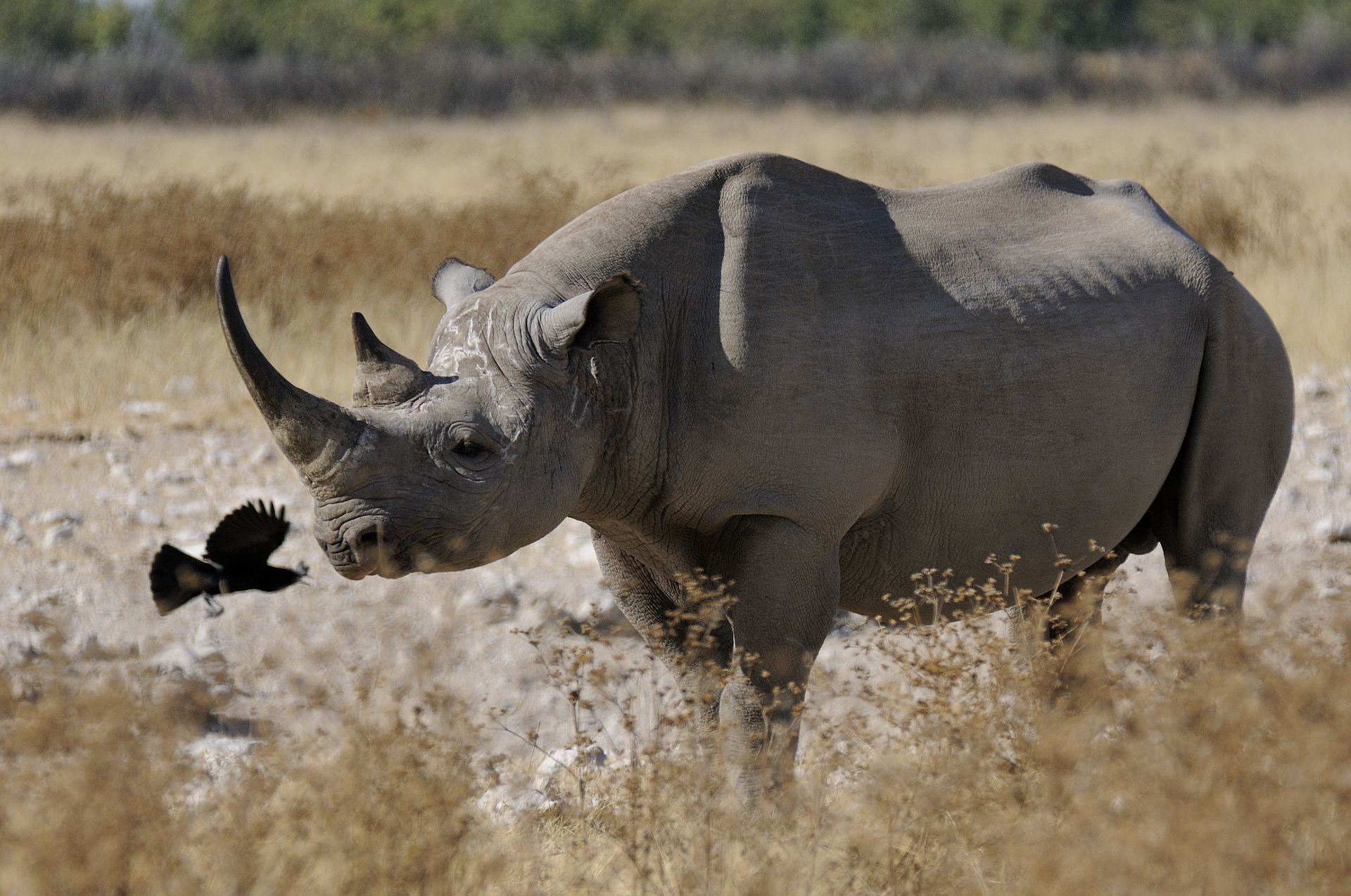 Nashörner in freier Wildbahn haben laut Experten eine Lebenserwartung von 37 bis 43 Jahren, in Gefangenschaft können sie bis zu 50 Jahre alt werden. (Symbolbild Hans Stieglitz/CC BY-SA 3.0)
