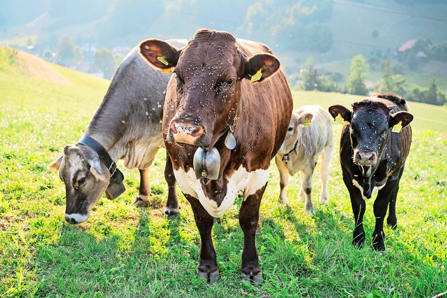 Fliegen sind lästig, beeinträchtigen die Leistung der Nutztiere und können Krankheiten übertragen. Ihre Saison hat trotz der Regenperiode bereits wieder begonnen.