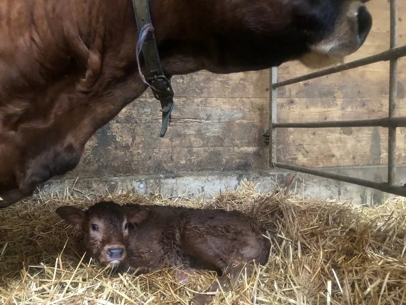 IMG_0349-800px Ein Wägen der Limousin-Kälber ab zwei Wochen soll die Milchleistung der Mutter besser abbilden
