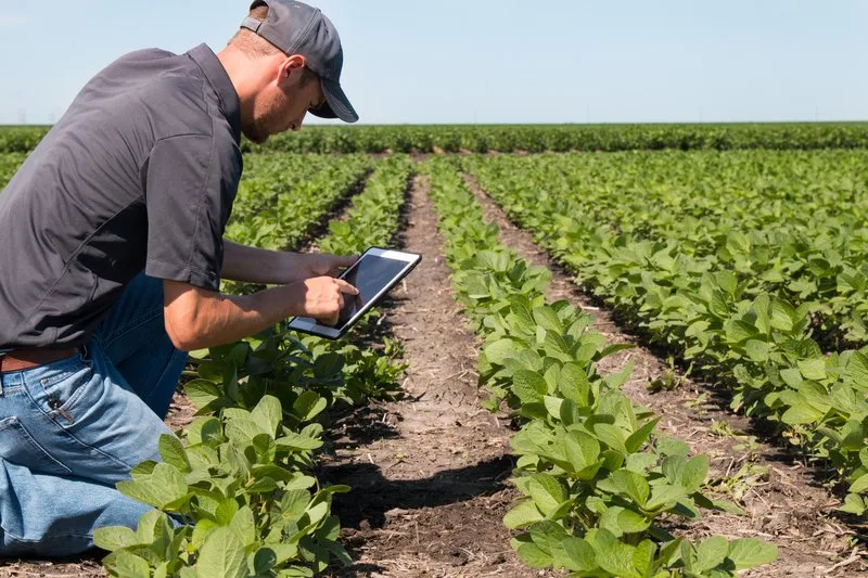 Landwirt mit Tablett auf dem Bohnenfeld (Soja). (Symbolbild Shutterstock)