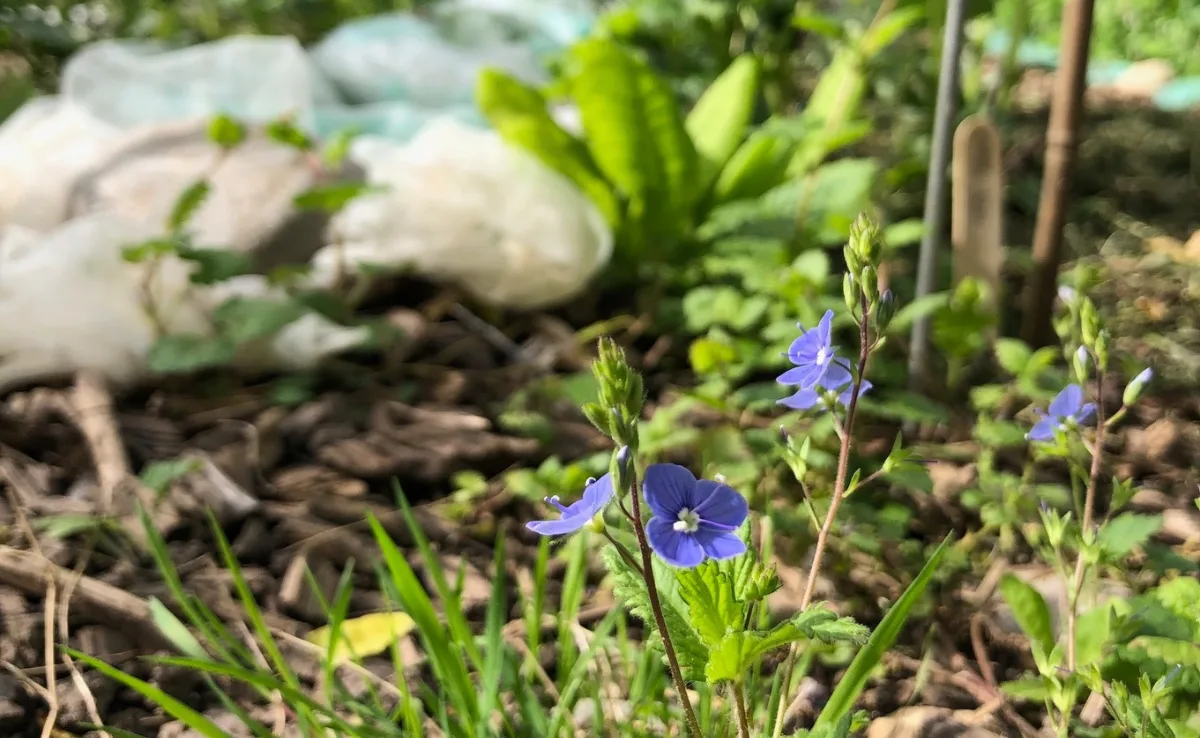garten_1 3'000 Franken für ein Projekt zugunsten der Biodiversität in und um Ihr Zuhause
