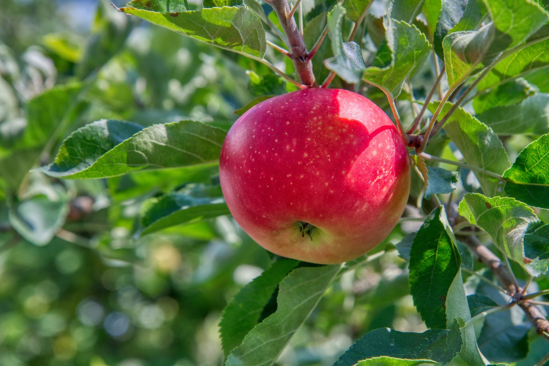 Pro Produzent erwarte man Liefermengen von zirka 5 bis 25 Tonnen. Gesucht seien geschmacklich hochwertige Tafelapfelsorten. (Bild Gabriela Lässer / Unsplash)
