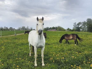 Ein weisser Freiberger ist vermutlich so selten wie ein problemlos bewilligtes Agrotourismus-Angebot. Bild: Daniela Joder