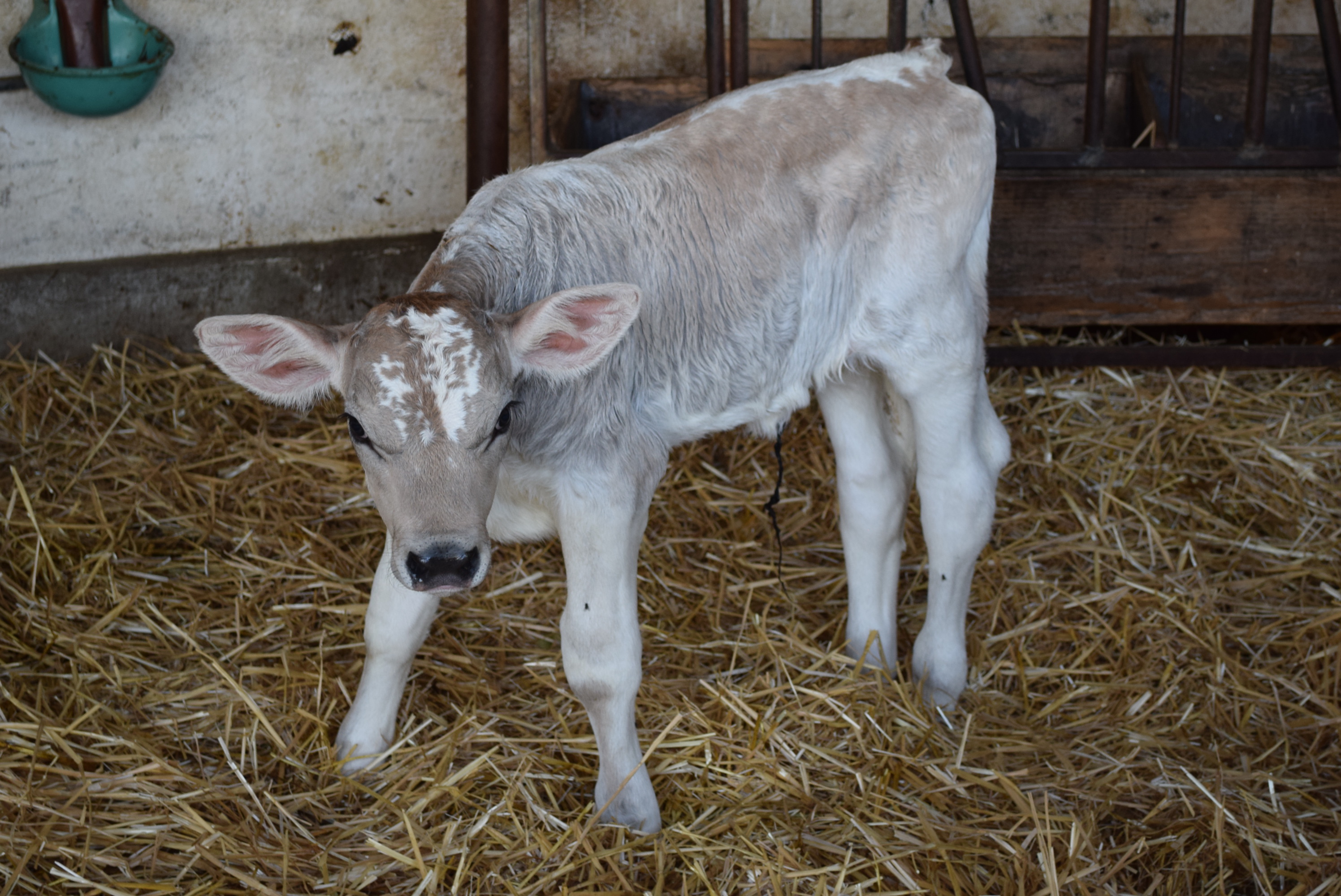 Es ist wichtig, dass ein Kalb vom ersten Tag an frisches Futter erhält.