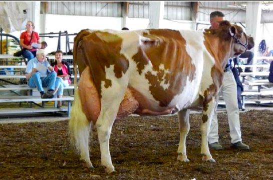 Die Grand Champion Jen-D-Devil Tiffany  (Bilder Cowsmopolitan)