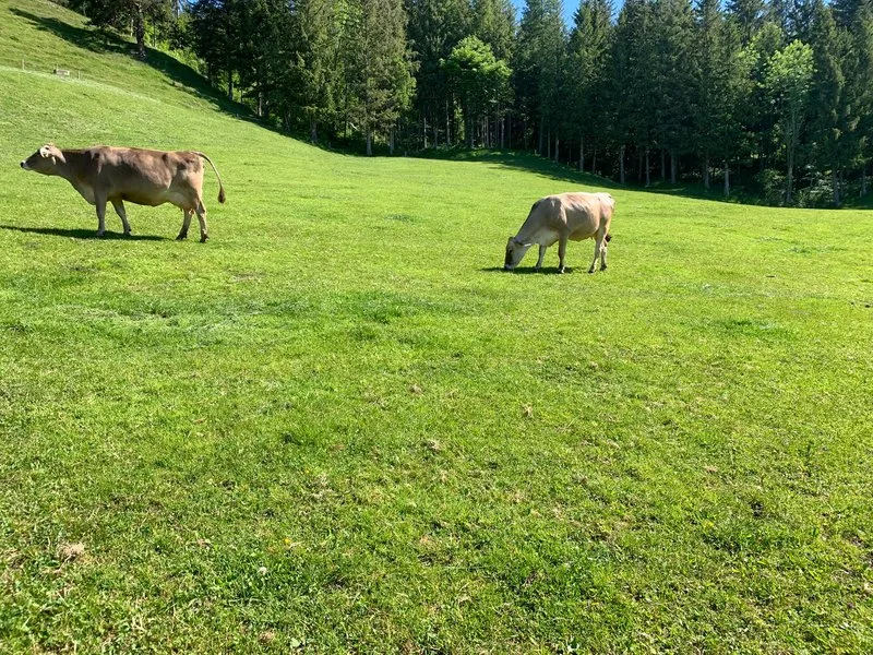 679f37fe54c42ba0577c814c5367a924483bc4c3 Dass auch mit den neuen Anreizsystemen die Tiere genügend lange auf die Weide können und die Zucht in die richtige Richtung geht, ist dem STS ein Anliegen. (Bild Josef Scherrer)