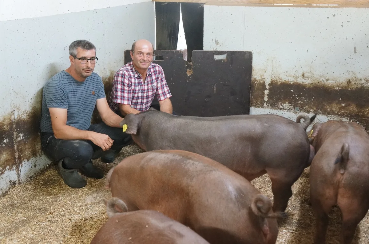 8a46c762d4d21dd2d2ea00679b0bff360c2d5fda Ruedi Huber und Ueli Tanner (v.l.) produzieren praktisch exklusiv Duroc-Schweinefleisch. (Bild Martin Brunner)