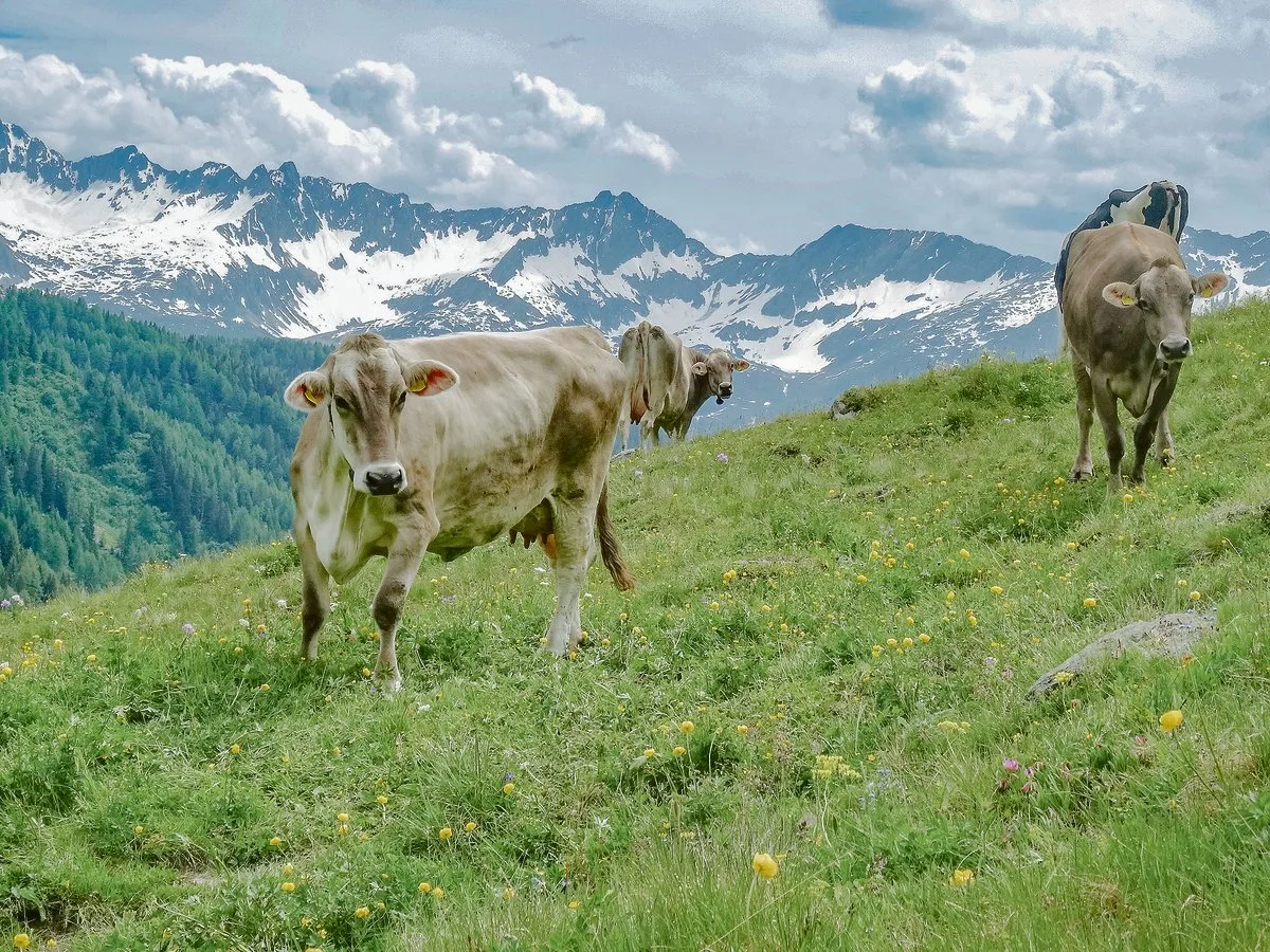 253044bcd4458c8e54943edb119453805f4885d2 Beim Alpvieh ist die seriöse Beobachtung auf Brunsterkennung eine besondere Herausforderung. Dafür gibt es Hilfsmittel.(Archivbild BauZ)