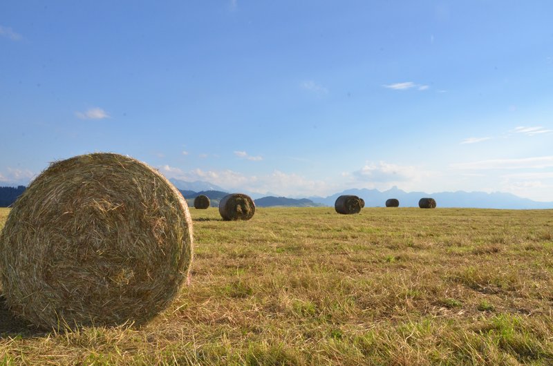 Die lange Sommerhitze 2018 und die vertrockneten Wiesen brachte letztes Jahr einige Viehzüchter in Panik. (Bild Aline Küenzi)