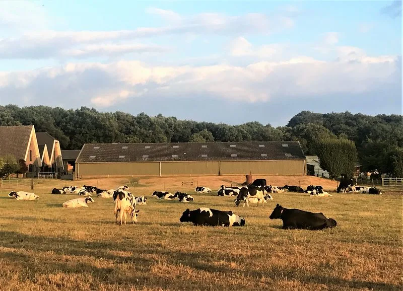 987650aaf3433c7d7e2c41de58169c5f34ee7ce7 Die Milchwirtschaft in Holland leidet unter einer sinkenden Nachfrage nach Konsummilch und Milchprodukten. (Bild mr/lid)