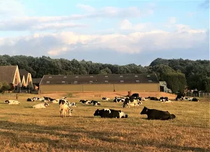 Die Milchwirtschaft in Holland leidet unter einer sinkenden Nachfrage nach Konsummilch und Milchprodukten. (Bild mr/lid)
