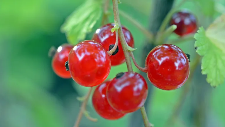 51092bb8651d1785aff7dff33a805b34c30ea722 Johannisbeeren sind reich an Vitamin C, Pektin (Gelierstoff) und wichtigen Ballaststoffen. (Bild pd)