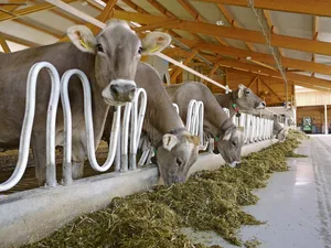 Eine nicht an die Genetik angepasste Reduktion der Kraftfuttermenge hat Einfluss auf Leistung und Gesundheit der Milchviehherde.