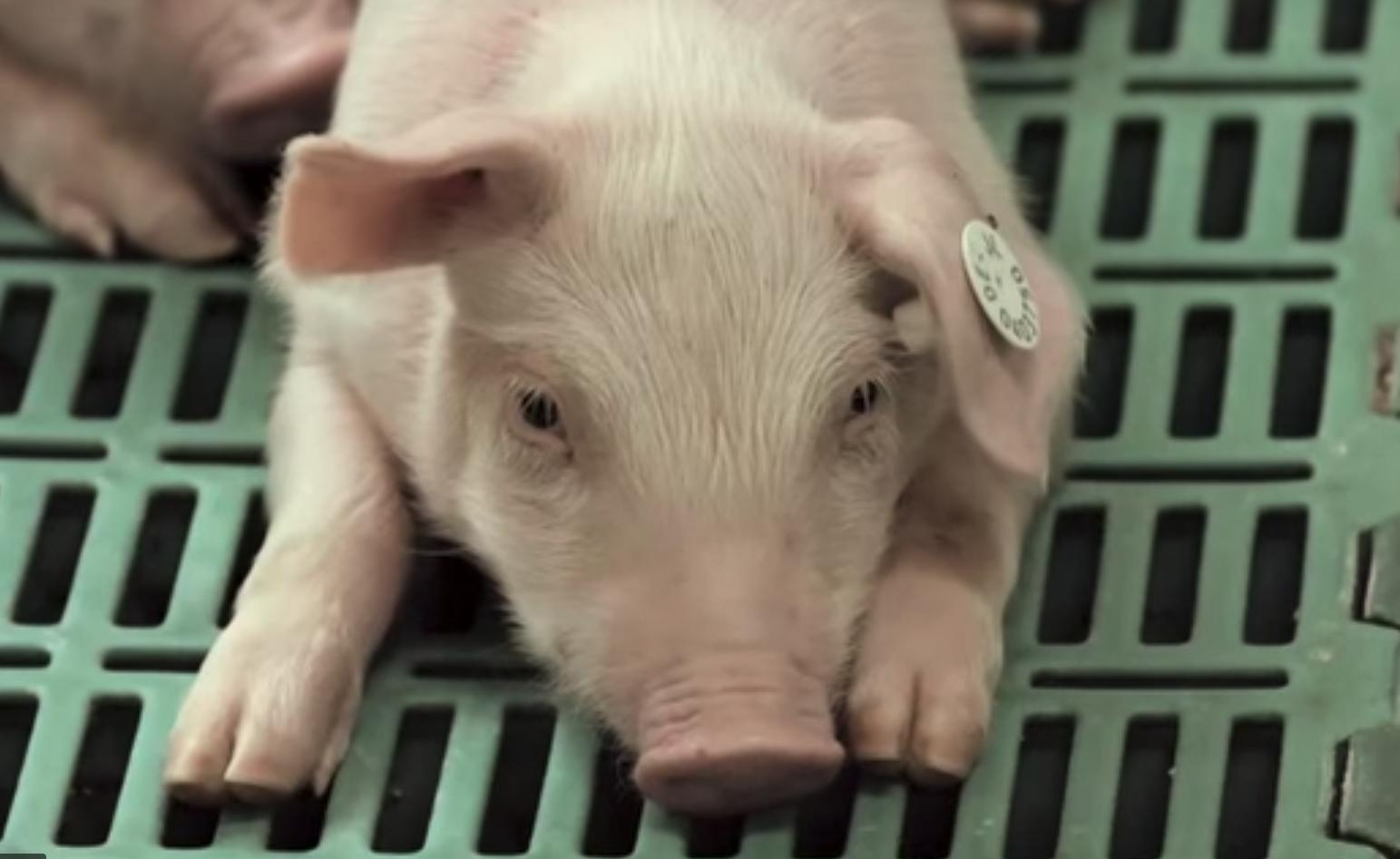 Insgesamt leben in Art Tellin 10'000 Muttersauen und 35'000 Ferkel. (Bild Videostill LFD-Holding)