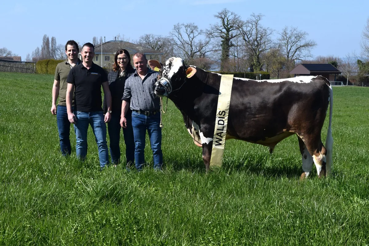 Bild_1_Waldis Ein spezieller Siegermuni: Blüem-Stier Waldis ist der Hauptpreis des Nordostschweizerischen Schwingfests 2026