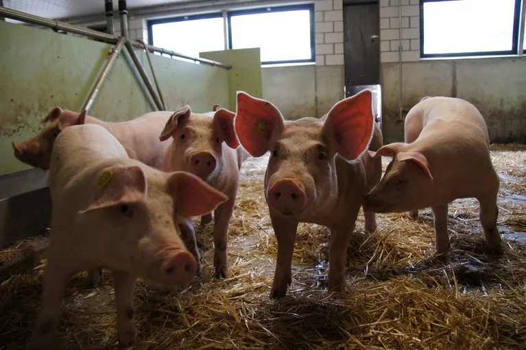 Der chinesische Schweinebestand musste aufgrund der ASP erneut einen starken Rückgang verzeichnen. (Symbolbild ji)