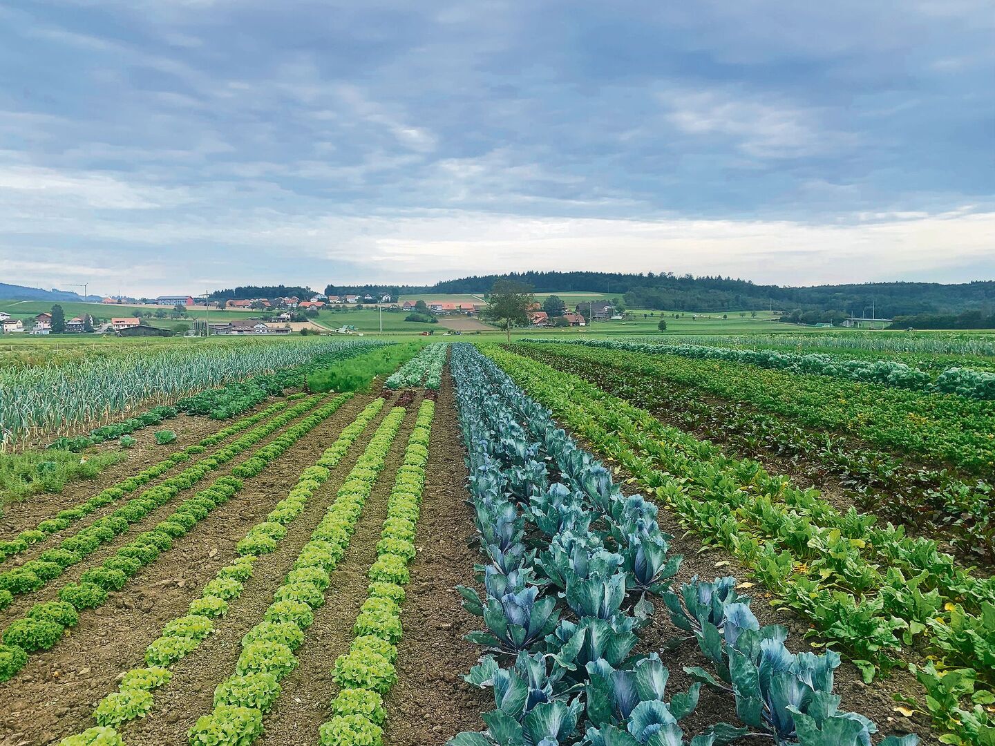 Auf über sechs Hektaren werden in Kallnach BE mehr als 50 Obst- und Gemüsesorten biodynamisch angepflanzt.