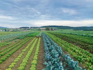Auf über sechs Hektaren werden in Kallnach mehr als 50 Obst- und Gemüsesorten biodynamisch angepflanzt.