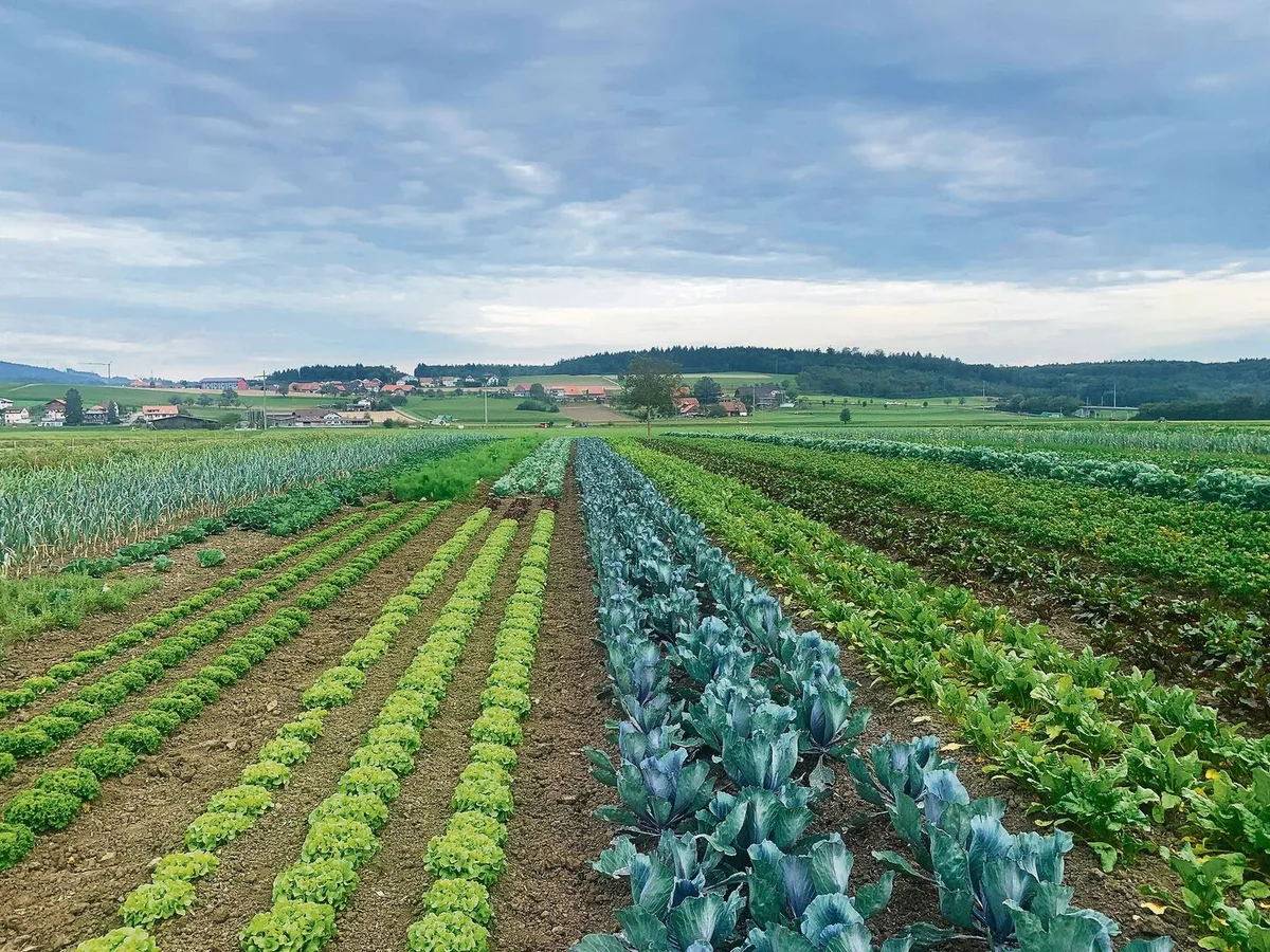 Auf über sechs Hektaren werden in Kallnach BE mehr als 50 Obst- und Gemüsesorten biodynamisch angepflanzt.