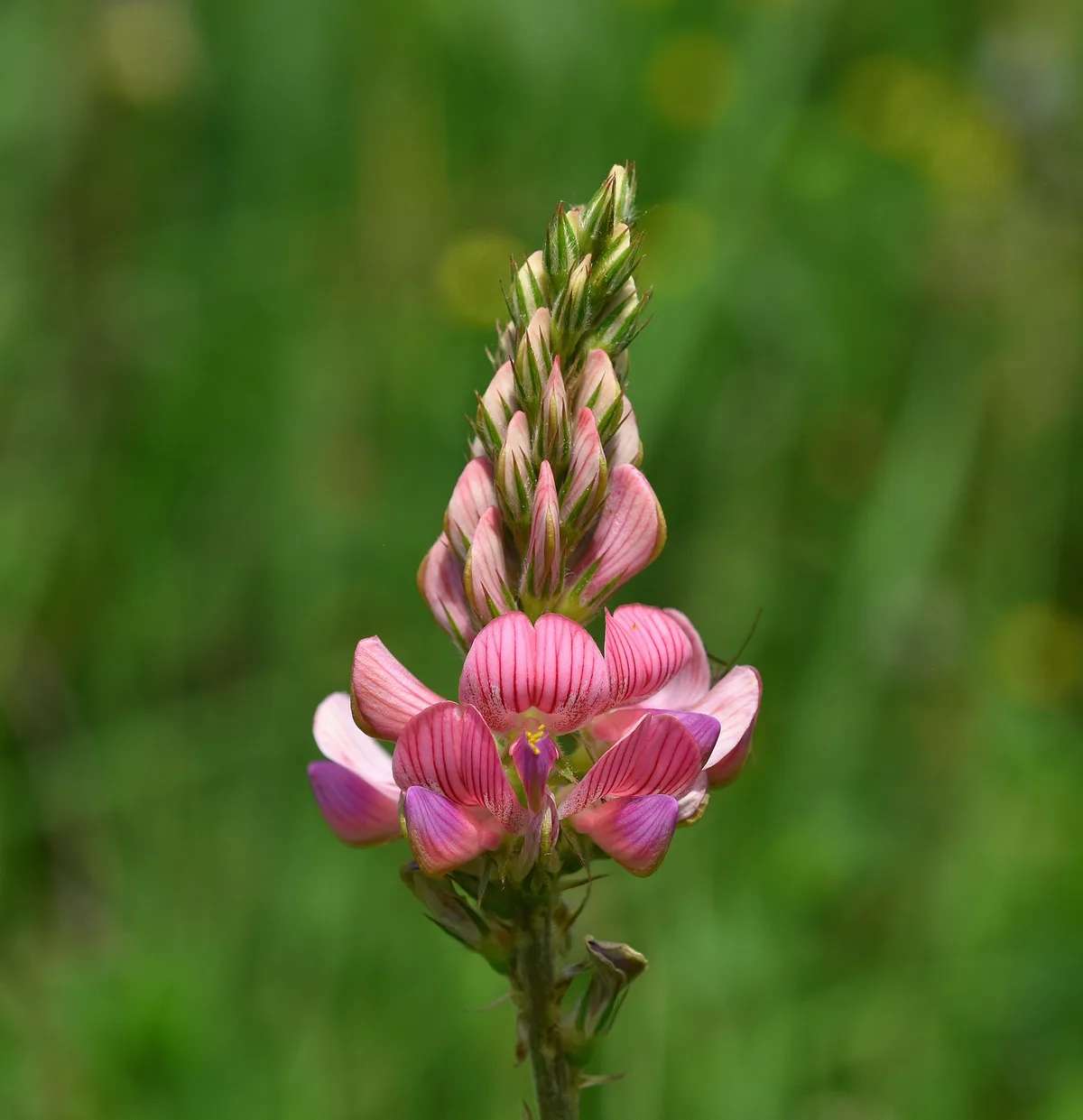 AdobeStock_213378354 Esparsette beeinflusst NH3-Emissionen