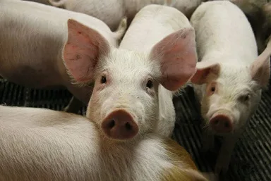 62b52973565cbafc0022175d05d5882043f60088 Für die Ferkelkastration ist jetzt in Deutschland das Mittel Isofluran zugelassen worden. (Bild zVg)