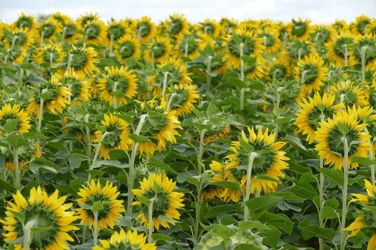 5947b1a093c930f4c8f3497306c93995fcd5d7ae Dank dem Engagement von SwissOlio steigt die Nachfrage nach Schweizer Sonnenblumenöl, Raps ist aber deutlich gefragter. (Bild Pixabay)