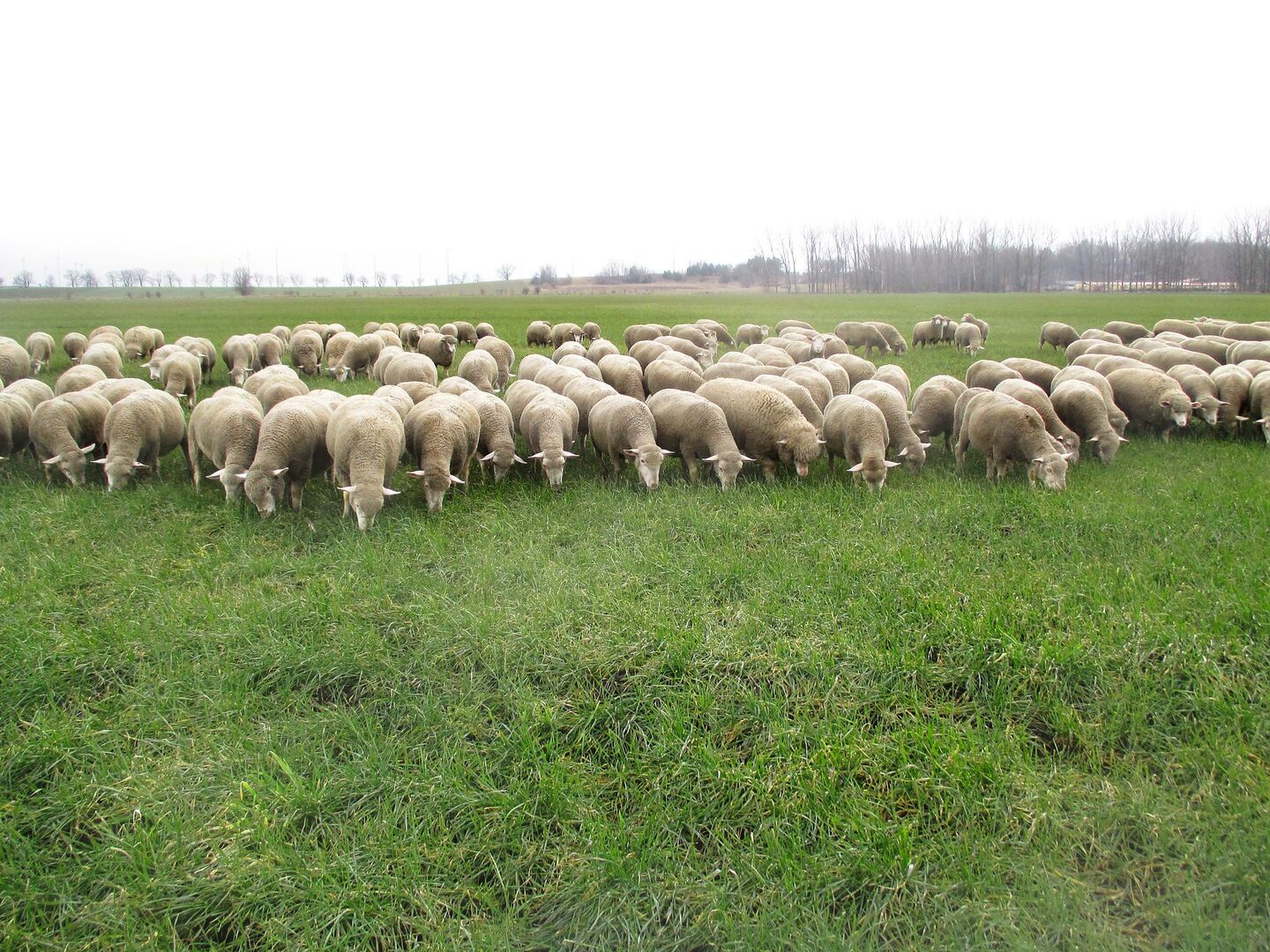 Merino-Fleischschafe weiden im ostdeutschen Bundesland Brandenburg auf dem Winterweizen.