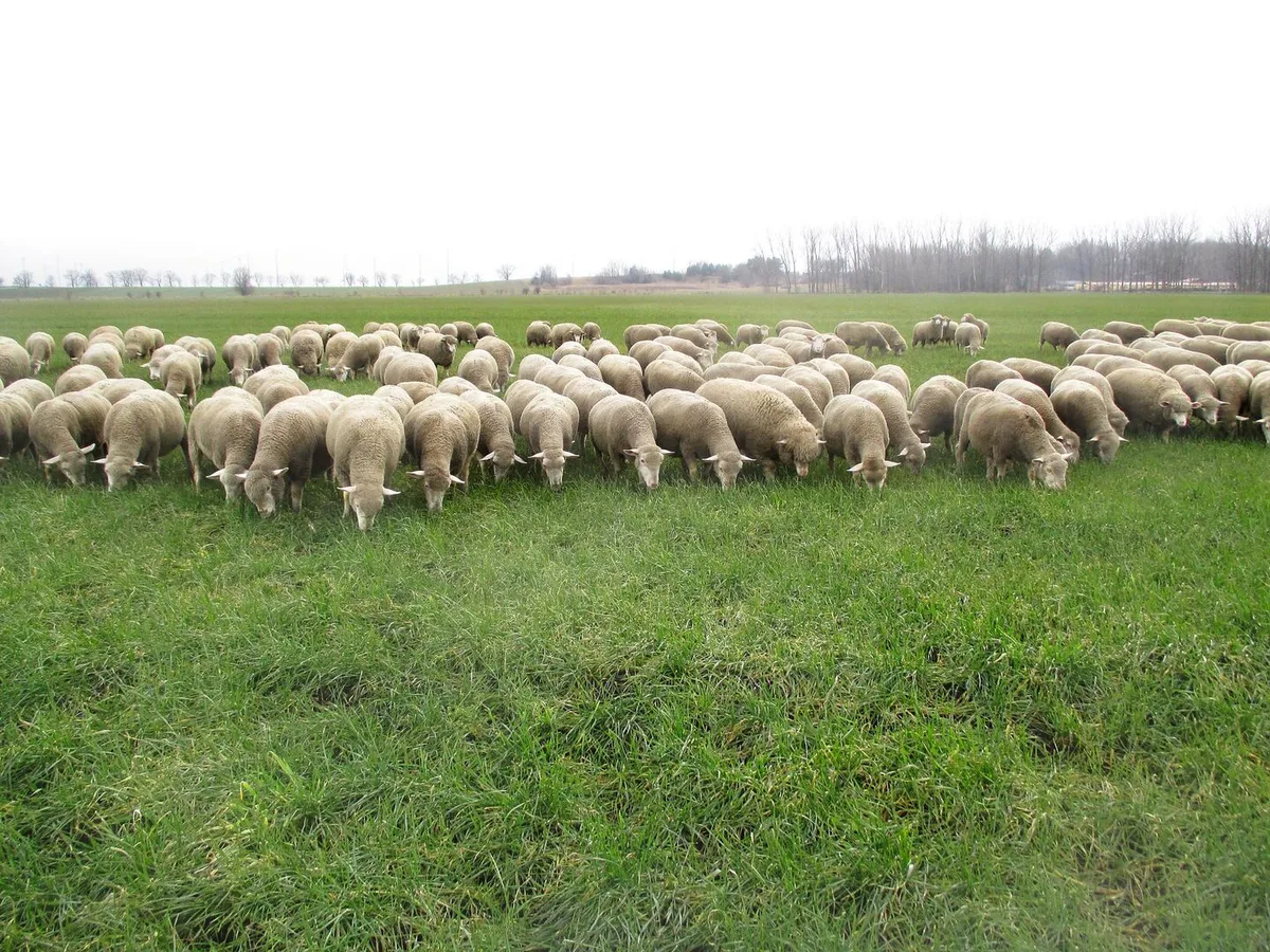 8125658eafac0d78038d0280ddc6d3840d790501f74df178e91272e8ca889839 Merino-Fleischschafe weiden im ostdeutschen Bundesland Brandenburg auf dem Winterweizen.