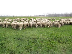 Diese Merino-Fleischschafe weiden im ostdeutschen Bundesland Brandenburg auf dem Winterweizen.
