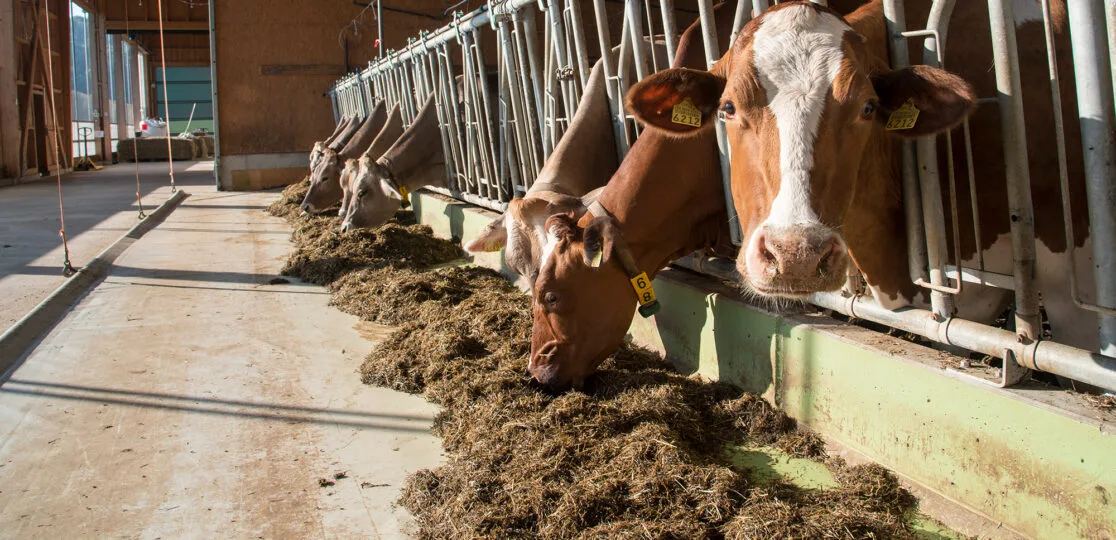milchharnstoff-gabriela-brandle-agroscope Dank optimierter Proteinfütterung weniger Ammoniak beim Milchvieh
