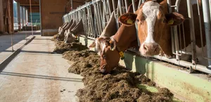 Ammoniak entsteht laut Agroscope überwiegend aus Stickstoff im ausgeschiedenen Harn. Dessen Menge hängt vom Rohproteingehalt im Futter ab.