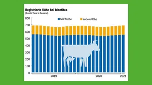 In der Schweiz gibt es wieder fast so viele Kühe, wie es 2019 der Fall war. (Grafik mi/Quelle Identitas AG)