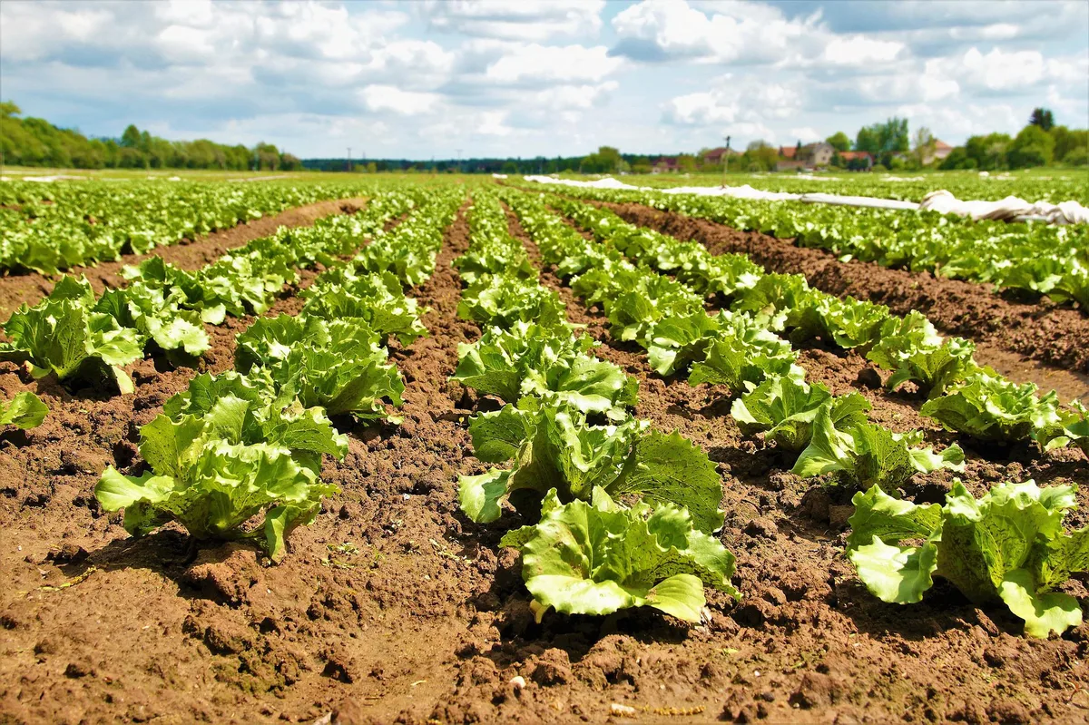 feld_salat_ivabalk Ab 2025 gibt es auch ein Frühwarnsystem für Trockenheit