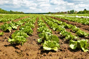 Häufiger auftretende Trockenheit ist eine Naturgefahr, die als Folge des Klimawandels zunimmt. Eine frühzeitige Vorbereitung soll Schäden minimieren.