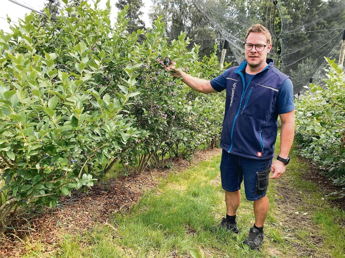 4b891b3871be09c5b118e0a46d53f49bfae7dcba969e743c23a6f7bb091245dd Stefan Huber bei den erntereifen Heubeeren, bewässert auf Rindenschnitzeln und überdacht mit Hagelschutznetz.