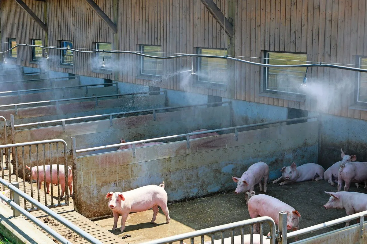 Eine Niederdruckberieselung mittels Sprinkleranlage über dem Auslauf verschafft den Schweinen bei hohen Temperaturen Abkühlung.