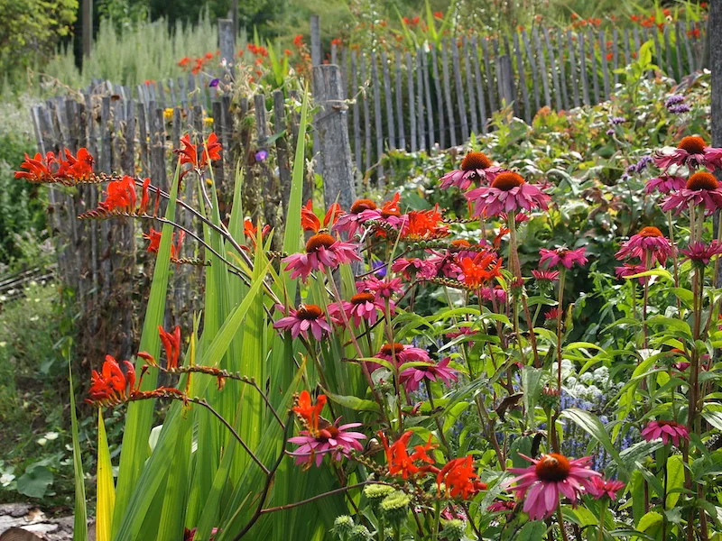 86f88bf5daa406b3feef2db56447a148fdecc5a8 Feuerrote Crocosmien in Kombination mit Echinaceen (Sonnenhut) im hochsommerlichen Staudenbeet. (Bild Ruth Bossardt)