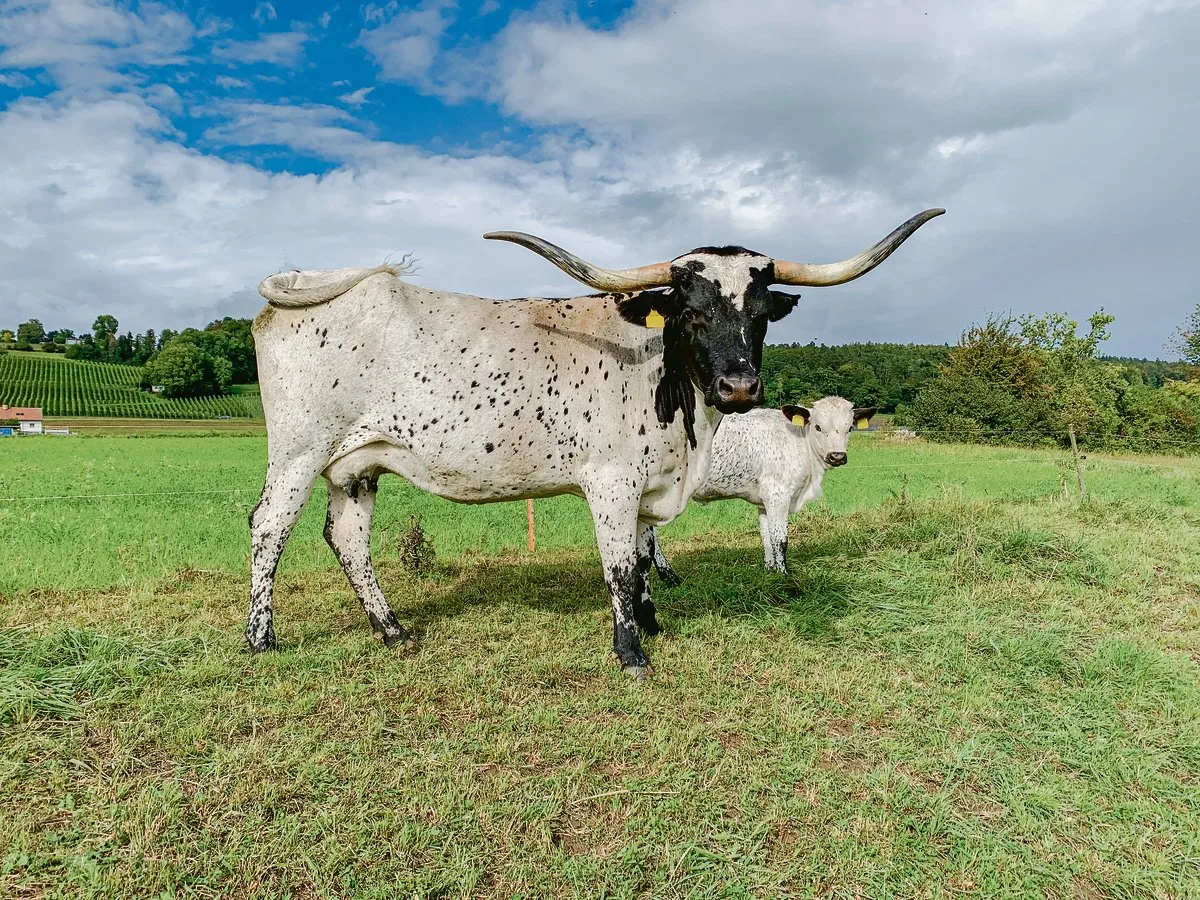 bac733421ac472f5c32fd7ae8c0c4626a9bcd48f Die Texas-Longhorn-Kuh Dalmi und ihr Kalb bieten einen speziellen Anblick. Schwarz-weiss gefleckte Longhorns sind eher selten. (Bild Pascal Nyfeler)