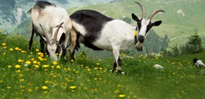 Ziegen durchleben eine Infektion mit FSME meist symptomlos, beim Menschen hingegen kann es zu schweren Krankheitsbildern kommen. (Bild G. Brändle / Agroscope)