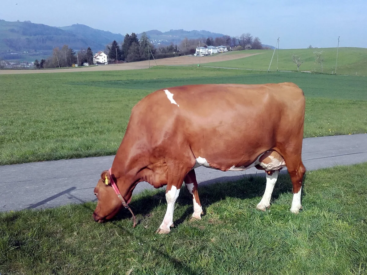 4f7b6d7f0f0aab127be0e55feb6d7714b0b16678 Die schöne Red Horizon Odyssey Fiala ist nicht nur hübsch, sondern auch ein liebes und gutmütiges Tier. Nur wenn sie ein Halfter und zu viele Leute sieht, kann sie zur Diva werden. (Bild Ruedi Wüthrich)