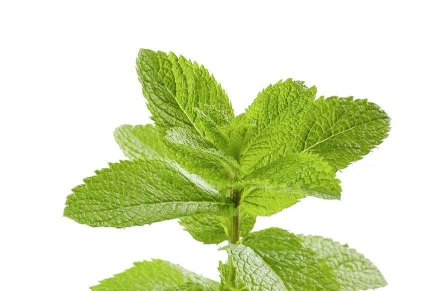 AdobeStock_90648706_Pfefferminze Pfefferminze kommt innerlich als Tee (appetitanregend und krampflösend) und äusserlich bei Muskel- und Nervenschmerzen sowie Insektenstichen, Juckreiz und Hautpilz zur Anwendung.