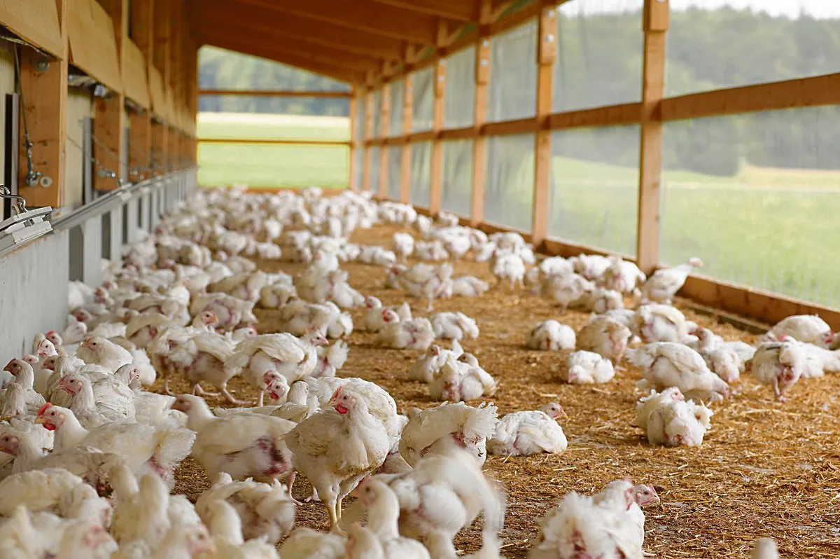 fb8e829b58ee2ff243d8fbaa33b512a15862b695 Die Pouletmast wurde lange Zeit als rentabler Betriebszweig angepriesen. In den letzten Jahren wurde jedoch zunehmend eine Sättigung erreicht.(Bild Bell AG)
