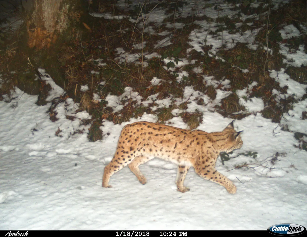 cc030451c503e9ef9d1f398ee5f98955f6ad8156 In die Fotofalle getappt: Luchs auf einem Bild der Kora, dem Schweizer Kpompetenzzentrum für Raubtierökologie und Wildtiermanagement. (Bild zVg)