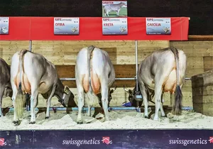 Als unbestrittene Nr. 1 im Schweizer Genetikmarkt hat Swissgenetics einen grossen Einfluss auf die Viehzucht.