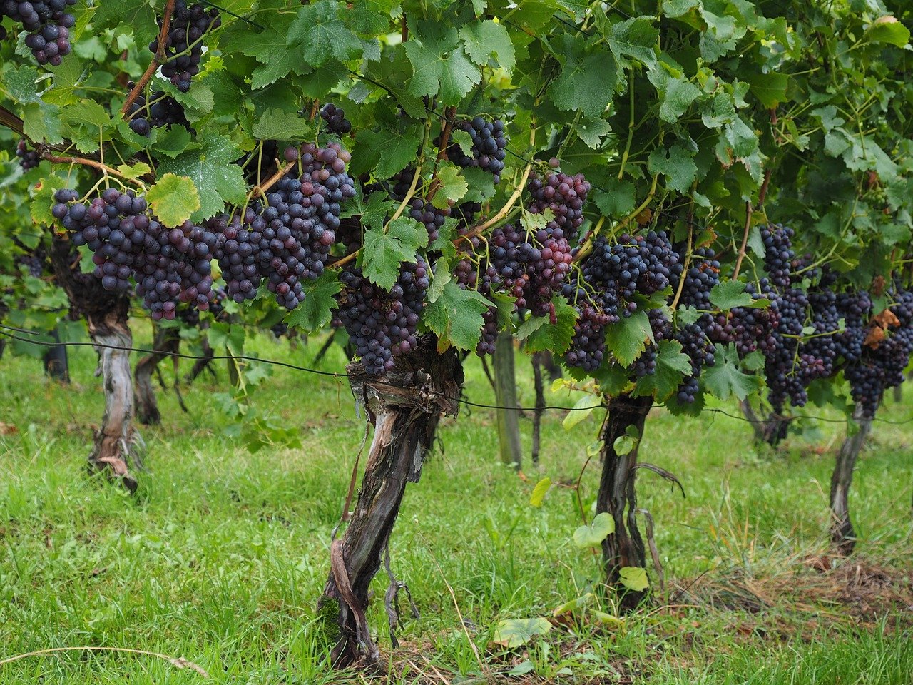 Der Ständerat will zwar keine Importbestimmungen, sagt aber Ja zur Unterstützung bei Wetterschäden. (Bild Pixabay)
