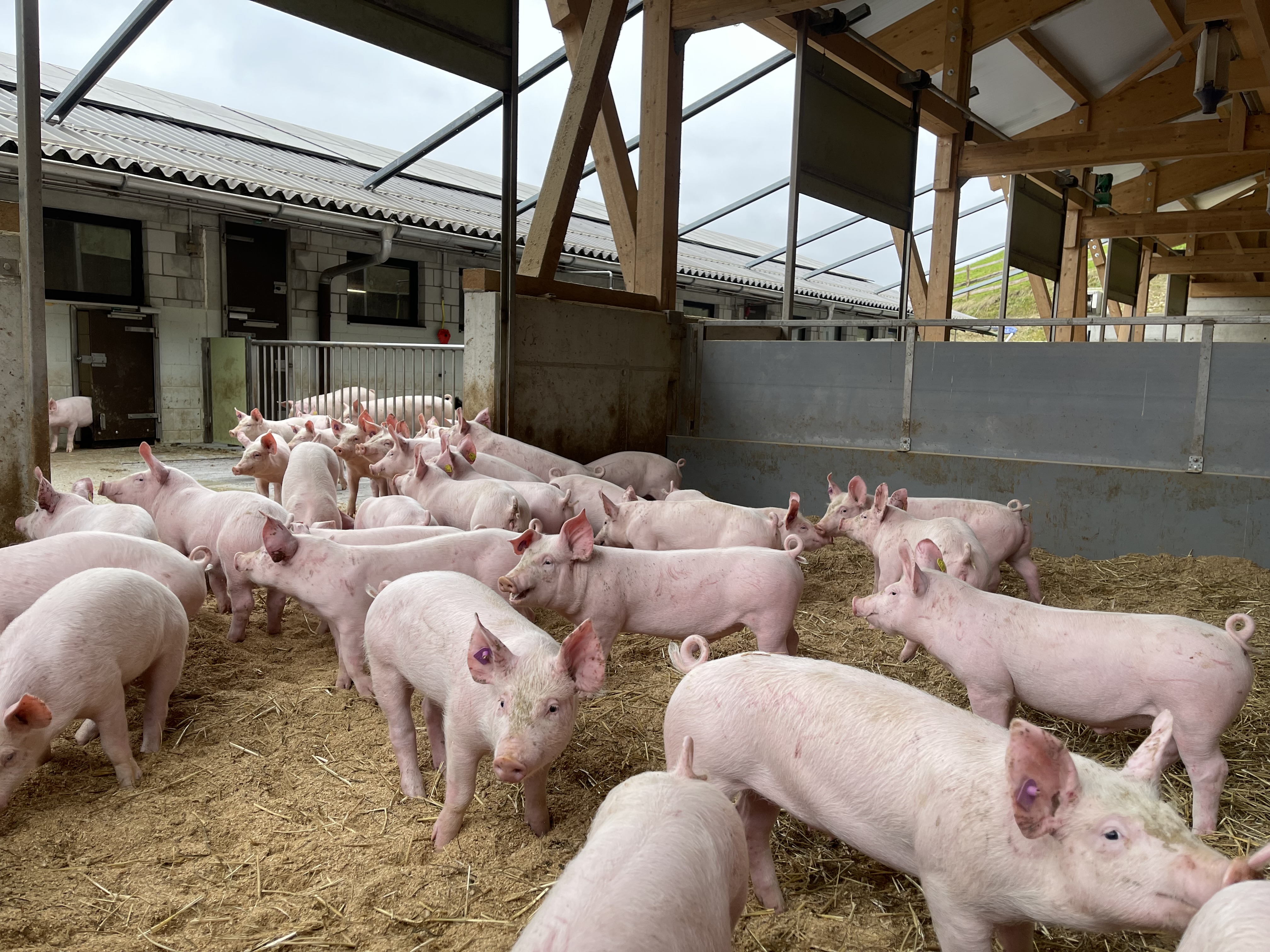 Schweinebestände lassen sich kaum gegen eine Ansteckung von EP über die Luft schützen. Wichtig ist aber, dass bei Symptomen rasch der Bestandestierarzt informiert wird.