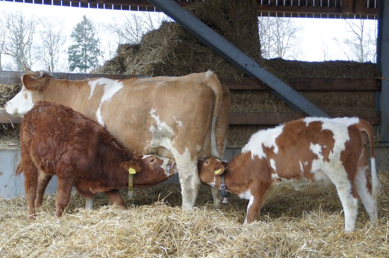 Die heutige Gesetzgebung sieht nicht vor, dass das Kalb an der Kuh säuft, wenn gleichzeitig die Milch als Lebensmittel in den Verkehr gebracht wird. (Bild mw)