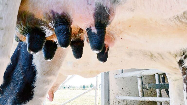 Holstein-Kuh Antje ist eine Weltsensation